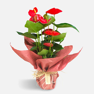 Byk Boy Krmz Antoryum