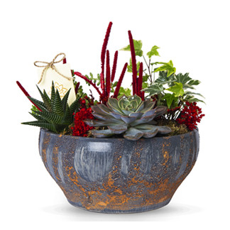 zel saksda Sukulent Tasarm